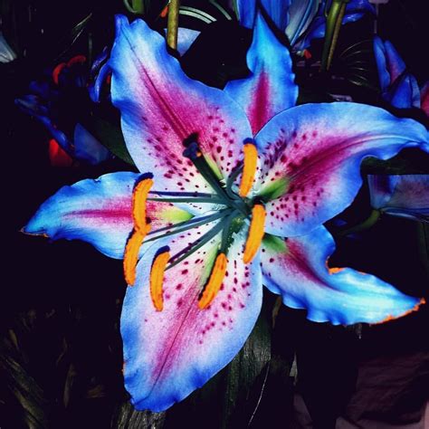 Blue Lily Flowers