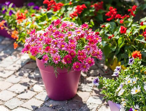 10 Patio Plants That Add Interest to Your Outdoor Space - Backyard Boss