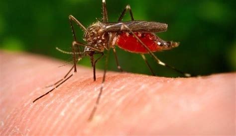 Malaria Parasites May Accumulate In Spleens of Asymptomatic Infected ...