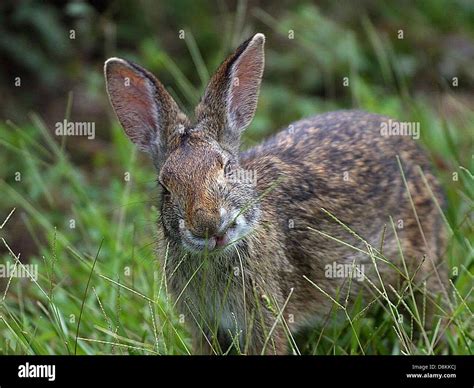 Natural habitat in grassy areas hi-res stock photography and images - Alamy