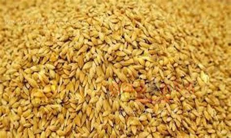 Opening of direct paddy procurement centers in 16 villages | 16 ...