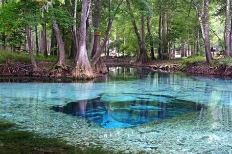 Image result for Little Devil Spring