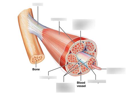 STRUCTURE OF SKELETAL MUSCLE TISSUE Diagram | Quizlet