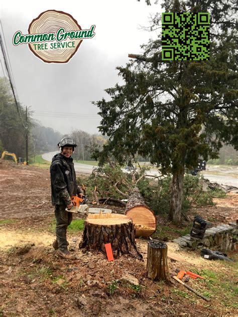 What Landscaping Options Are Available After Completing Stump Grinding ...