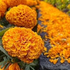 Poches African Marigold Orange (Tagetes erecta) Flower Seeds | Sow and ...
