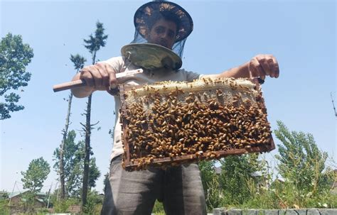 Bee farming business booms in Jammu and Kashmir | Pics