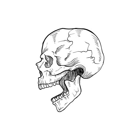Skull Profile Open Mouth Drawing