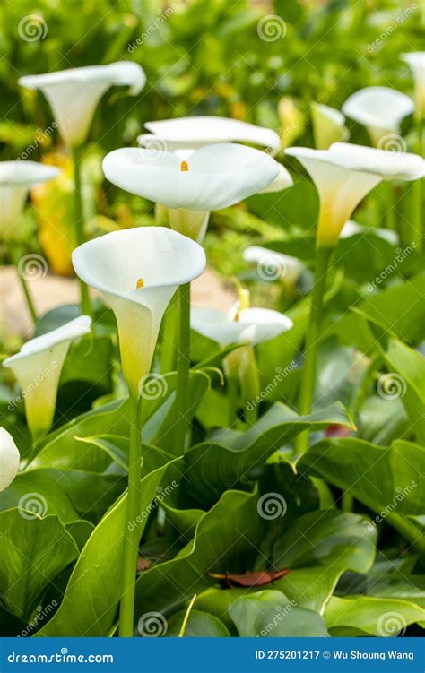 Close Up, Spring, Calla Lily Park, White Calla Lily, Calla Lily ...