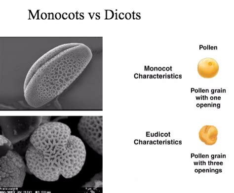 Monocots 的图像结果