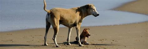 Rescue Dog Whitey - FOUR PAWS International - Animal Welfare Organisation
