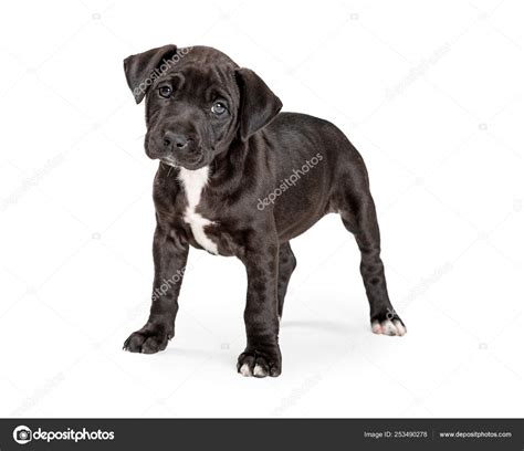 Black And White Pitbull Puppy Pictures