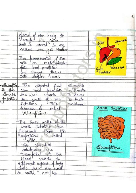 Image result for Digestive System Lesson