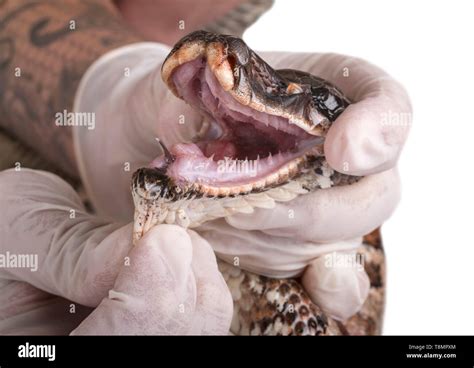 Python Brongersmai Care 的图像结果