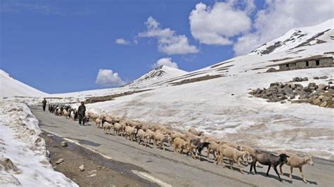 In Kashmir, following the nomads home on the Mughal Road | Hindustan Times