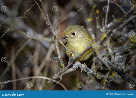 Ruby-crowned Kinglet Regulus Calendula Close-up Stock Photo - Image of detailed, natural: 236252564