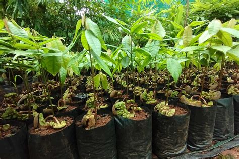 Sustaining A Restoration Nursery In The Western Ghats | Nature inFocus