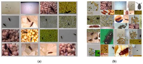 Research on Multi-Scale Pest Detection and Identification Method in ...