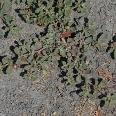 Glinus lotoides L. | Plants of the World Online | Kew Science