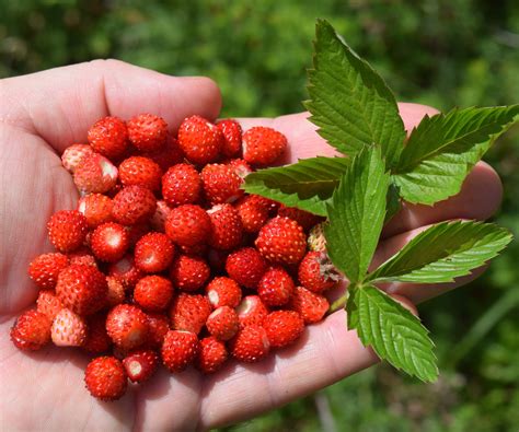 How to grow alpine strawberries: tips for healthy plants | Homes and ...