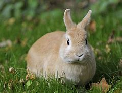 Image result for Bunny Ear One See