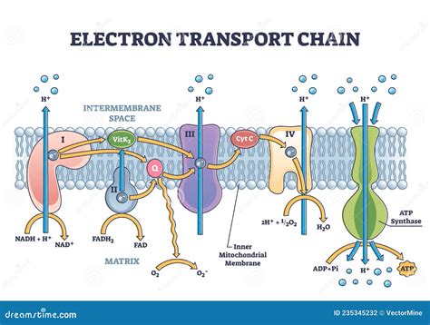 Electron Transport Chain Diagram Cellular Respiration
