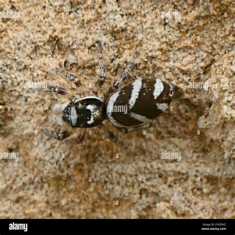 Zebra Jumping Spider (Salticus scenicus Stock Photo - Alamy