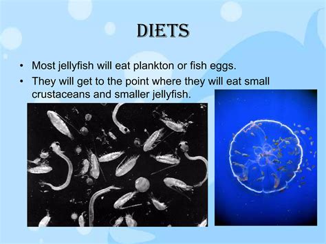 Diet Of Jellyfish