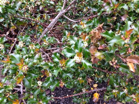 How To Cut Down Holly Bushes at Doreen Woods blog