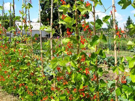 The Sharing Gardens : Grow Your Own Protein - Scarlet Runner Beans