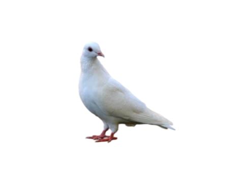 White Dove (23) - Photo #3047 - BiNps PNG Website