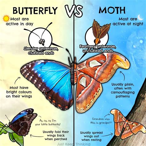 BUTTERFLY VS MOTH | Moth vs butterfly, Moth, Animal science