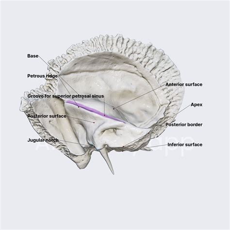 Parts Of Temporal Bone Temporal Bone Anatomy, Function, And Treatment