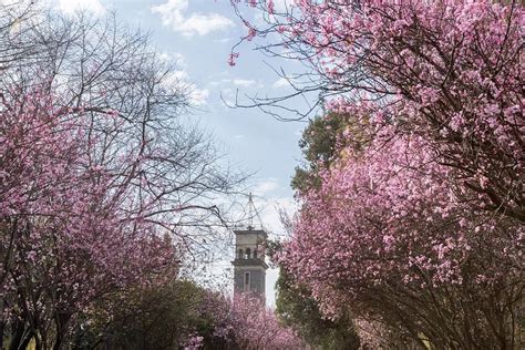 武汉大学樱花绽放 游人驻足赏花 - 每日头条