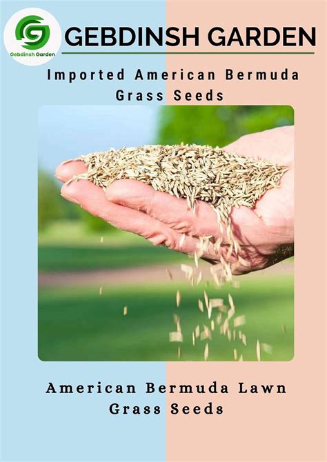 Gebdinsh Garden® Imported American Bermuda Lawn Grass Seeds For Garden ...