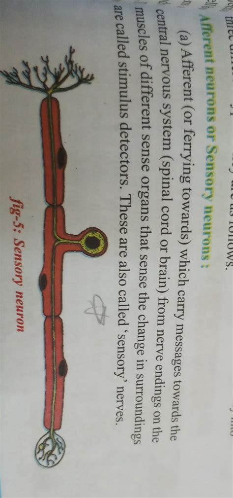 How is potential difference formed for nerve impulses to travel from ...