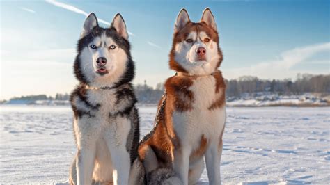 Image result for Breed of Wolves