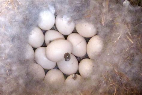 Wood duck eggs in nesting box | FWS.gov