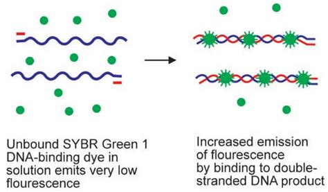 RT-PCR Test Procedure 的图像结果
