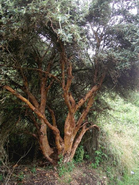 Virginia Native Trees: A Comprehensive Guide