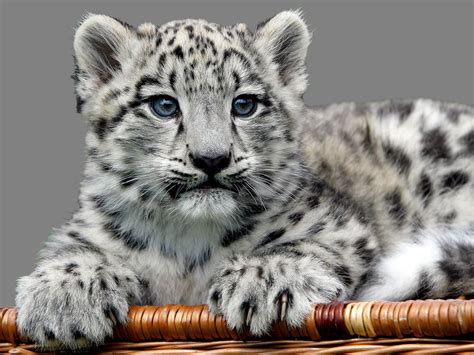 Snow Leopard Cubs With Blue Eyes