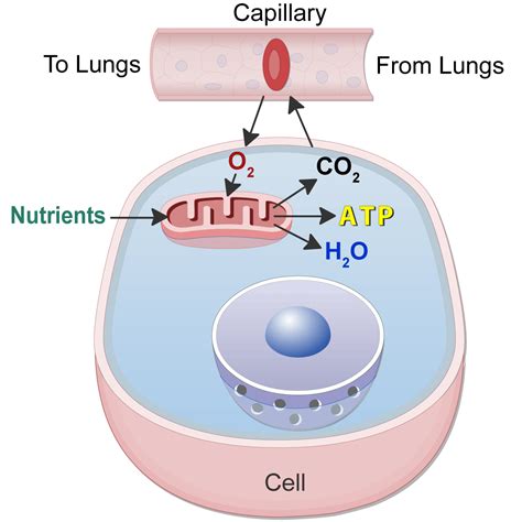 How Oxygen Supports Human Life (Lesson) – Human Bio Media