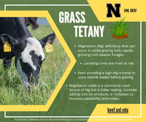 Grass Tetany | Nebraska Extension in Cherry County | Nebraska Extension ...