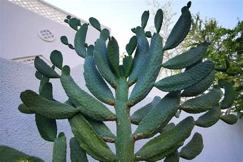 Repotting Opuntia 的图像结果