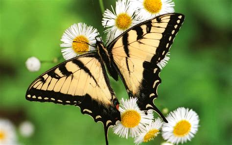 Tiger Swallowtail Butterfly Wallpapers | HD Wallpapers | ID #5073
