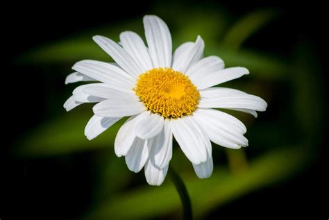 White Daisy Flowers