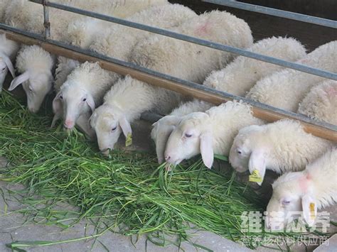 羊怎么喂长的最快 —【发财农业网】