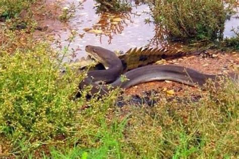 Image result for Crocodile vs Python Wild Battle