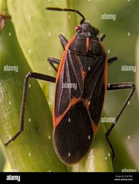 Eastern Boxelder Bug (Boisea trivittata) Insecta Stock Photo - Alamy