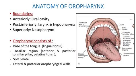 Radiotherapy techniques, indications and evidences in oral cavity and ...