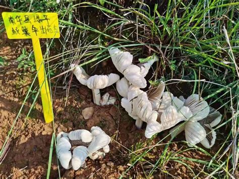 雨露乡白蚁鸡枞菌培育种植成果初显成效-南华县人民政府